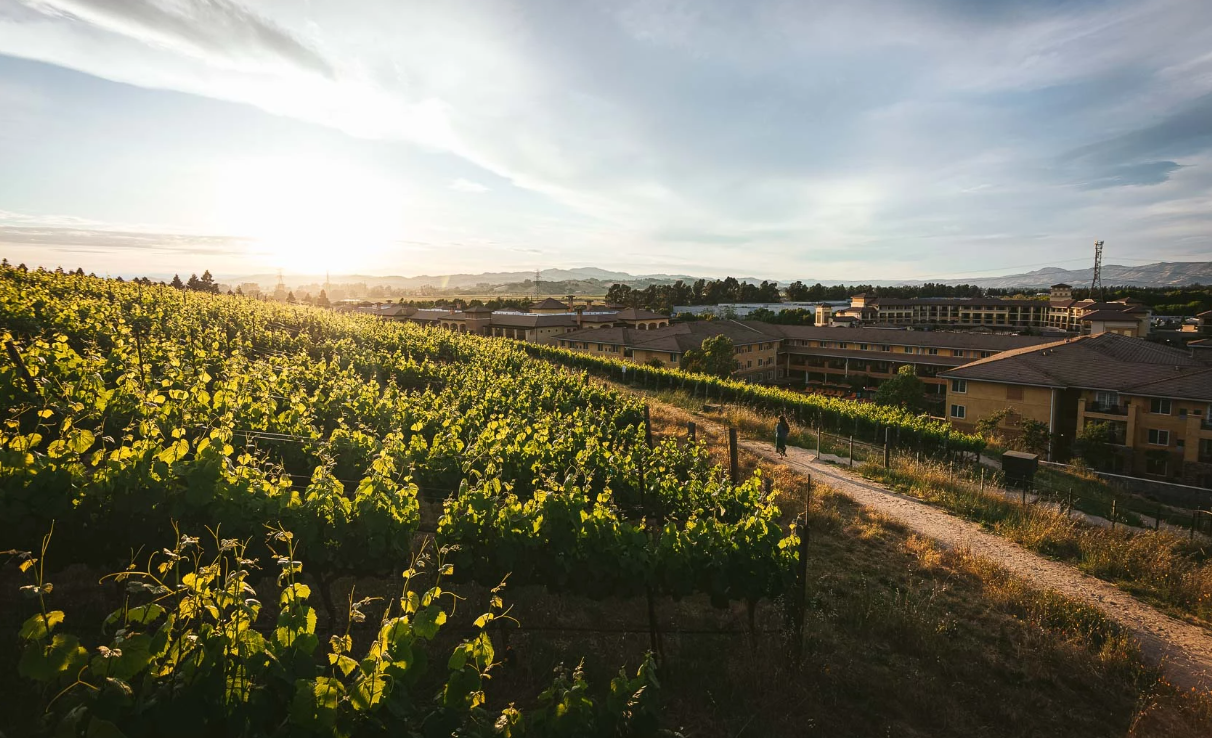 Vineyard in Napa, CA